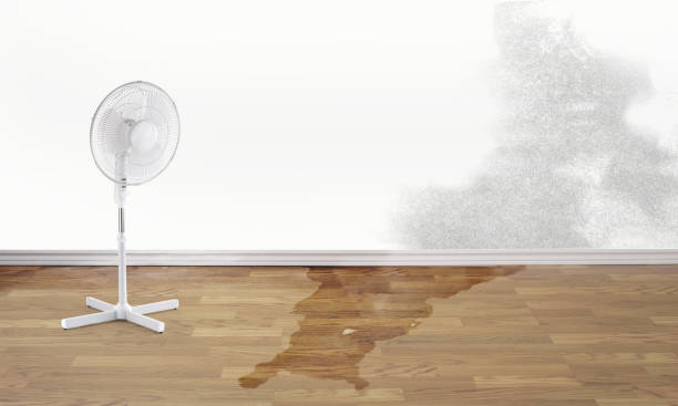 Best Sewage cleanup and water damage restoration  in Roseland, FL