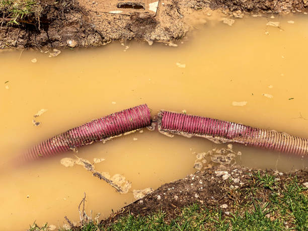 Best Flood restoration services  in Roseland, FL